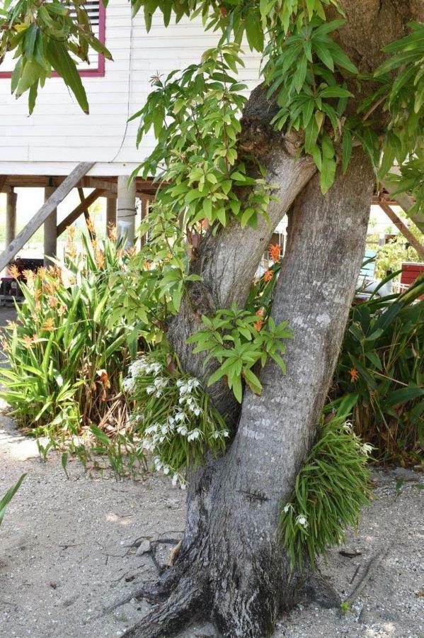 Placencia Lydia'S Guesthouse المظهر الخارجي الصورة